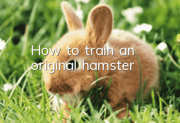 How to train an original hamster