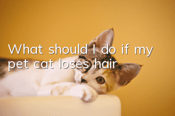 What should I do if my pet cat loses hair?