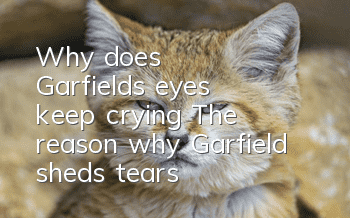 Why does Garfield's eyes keep crying? The reason why Garfield sheds tears!