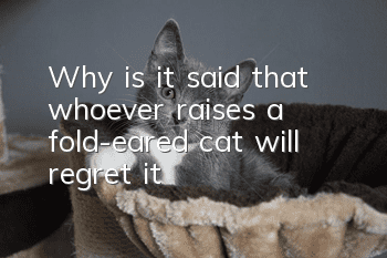 Why is it said that whoever raises a fold-eared cat will regret it?