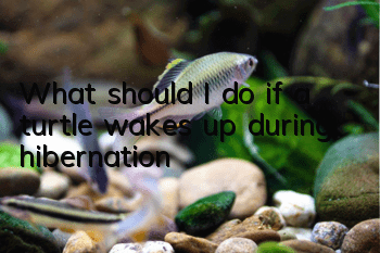 What should I do if a turtle wakes up during hibernation?