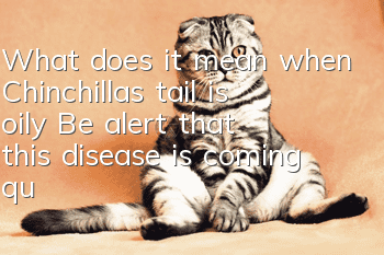 What does it mean when Chinchilla’s tail is oily? Be alert that this disease is coming quietly!