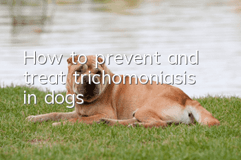 How to prevent and treat trichomoniasis in dogs
