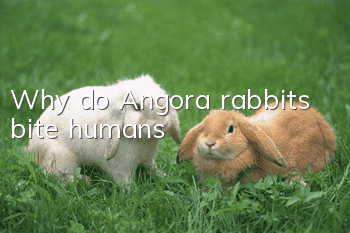 Why do Angora rabbits bite humans?