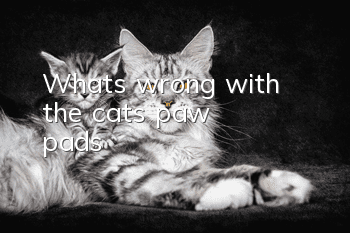 What's wrong with the cat's paw pads?