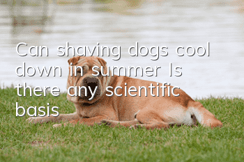 Can shaving dogs cool down in summer? Is there any scientific basis?