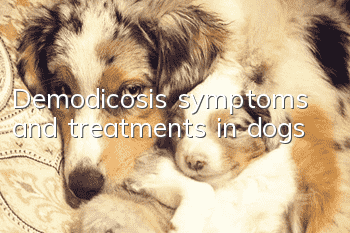 Demodicosis symptoms and treatments in dogs