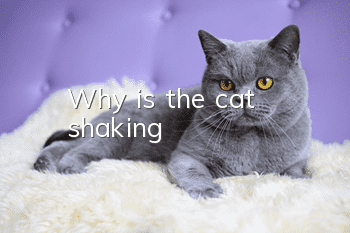 Why is the cat shaking?