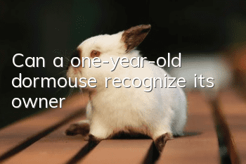 Can a one-year-old dormouse recognize its owner?