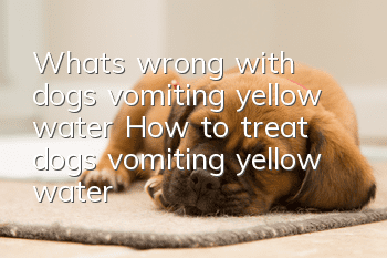 What’s wrong with dogs vomiting yellow water? How to treat dogs vomiting yellow water?