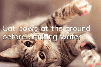 Cat paws at the ground before drinking water