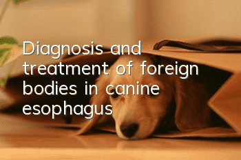 Diagnosis and treatment of foreign bodies in canine esophagus
