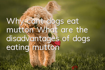 Why can’t dogs eat mutton? What are the disadvantages of dogs eating mutton?