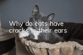 Why do cats have cracks in their ears?