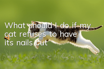 What should I do if my cat refuses to have its nails cut?