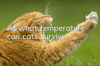 At what temperature can cats survive?