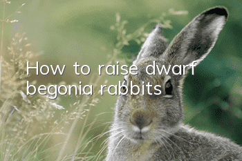 How to raise dwarf begonia rabbits