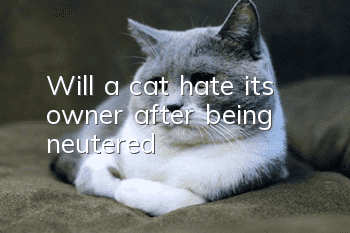 Will a cat hate its owner after being neutered?