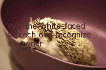 Will the white-faced screech owl recognize its owner?