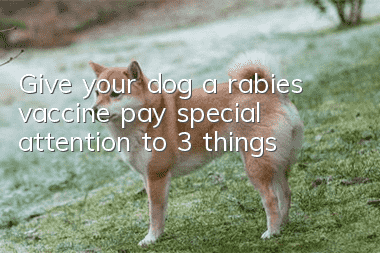 Give your dog a rabies vaccine, pay special attention to 3 things!