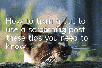 How to train a cat to use a scratching post, these tips you need to know