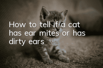 How to tell if a cat has ear mites or has dirty ears?