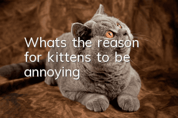 What's the reason for kittens to be annoying?