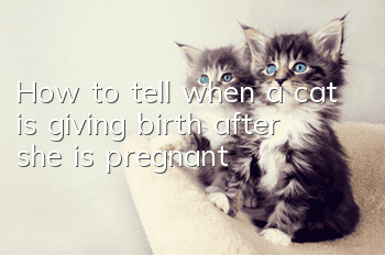 How to tell when a cat is giving birth after she is pregnant?