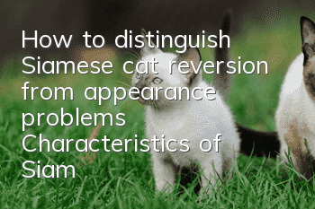 How to distinguish Siamese cat reversion from appearance problems? Characteristics of Siamese cats!