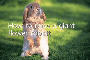 How to raise a giant flower rabbit