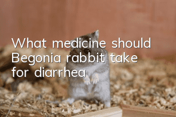 What medicine should Begonia rabbit take for diarrhea?