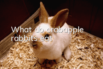 What do crabapple rabbits eat?