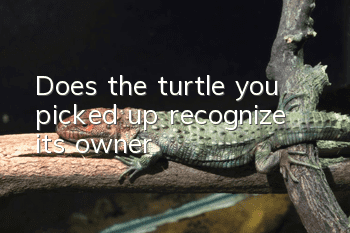 Does the turtle you picked up recognize its owner?