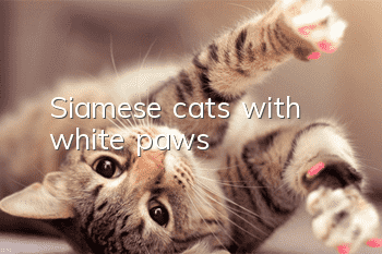 Siamese cats with white paws?