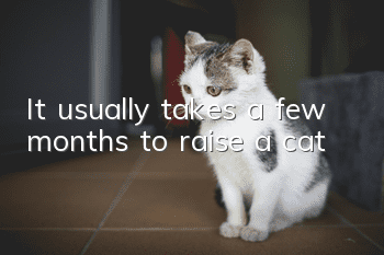 It usually takes a few months to raise a cat