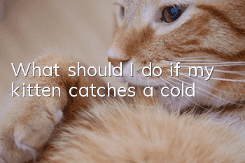 What should I do if my kitten catches a cold?