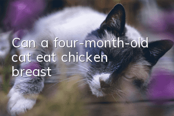 Can a four-month-old cat eat chicken breast?