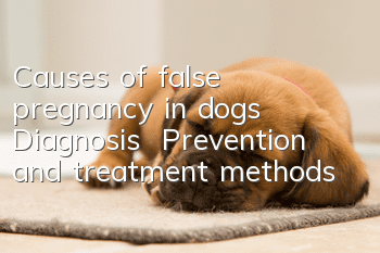 Causes of false pregnancy in dogs | Diagnosis | Prevention and treatment methods