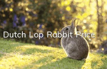 Dutch Lop Rabbit Price