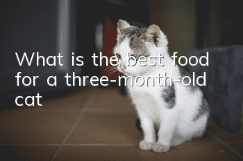 What is the best food for a three-month-old cat?