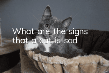 What are the signs that a cat is sad?