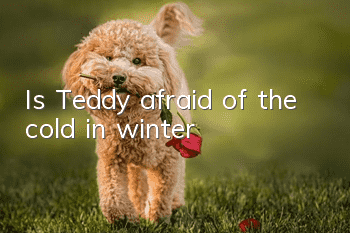Is Teddy afraid of the cold in winter?