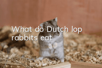 What do Dutch lop rabbits eat?