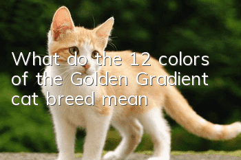 What do the 12 colors of the Golden Gradient cat breed mean?