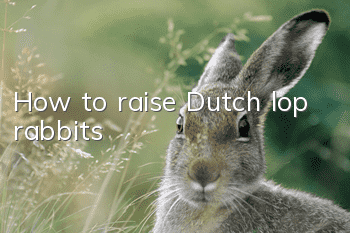 How to raise Dutch lop rabbits