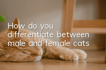 How do you differentiate between male and female cats?