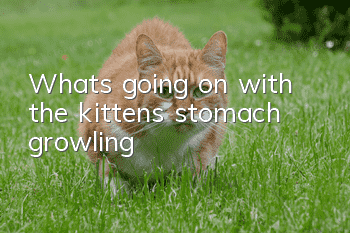 What’s going on with the kitten’s stomach growling?