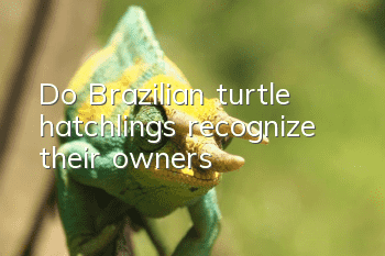 Do Brazilian turtle hatchlings recognize their owners?