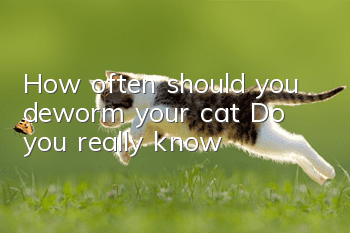 How often should you deworm your cat? Do you really know!
