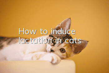How to induce lactation in cats